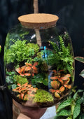 Closed Terrarium Workshop Battersea 3rd July 7pm
