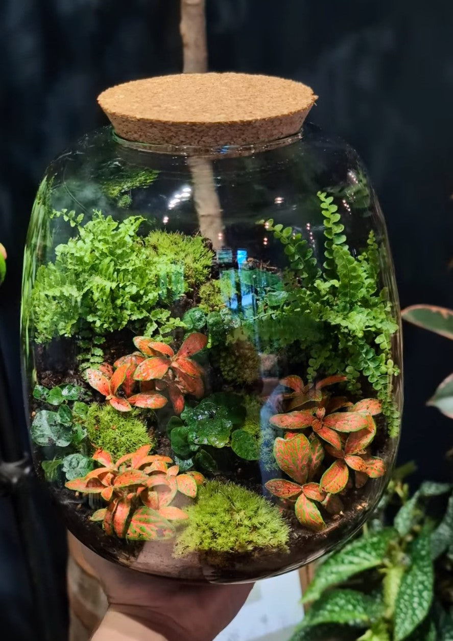 Closed Terrarium Workshop Battersea 3rd July 7pm