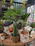 Houseplant Care 101 Workshop - Bedford 11th July 7pm