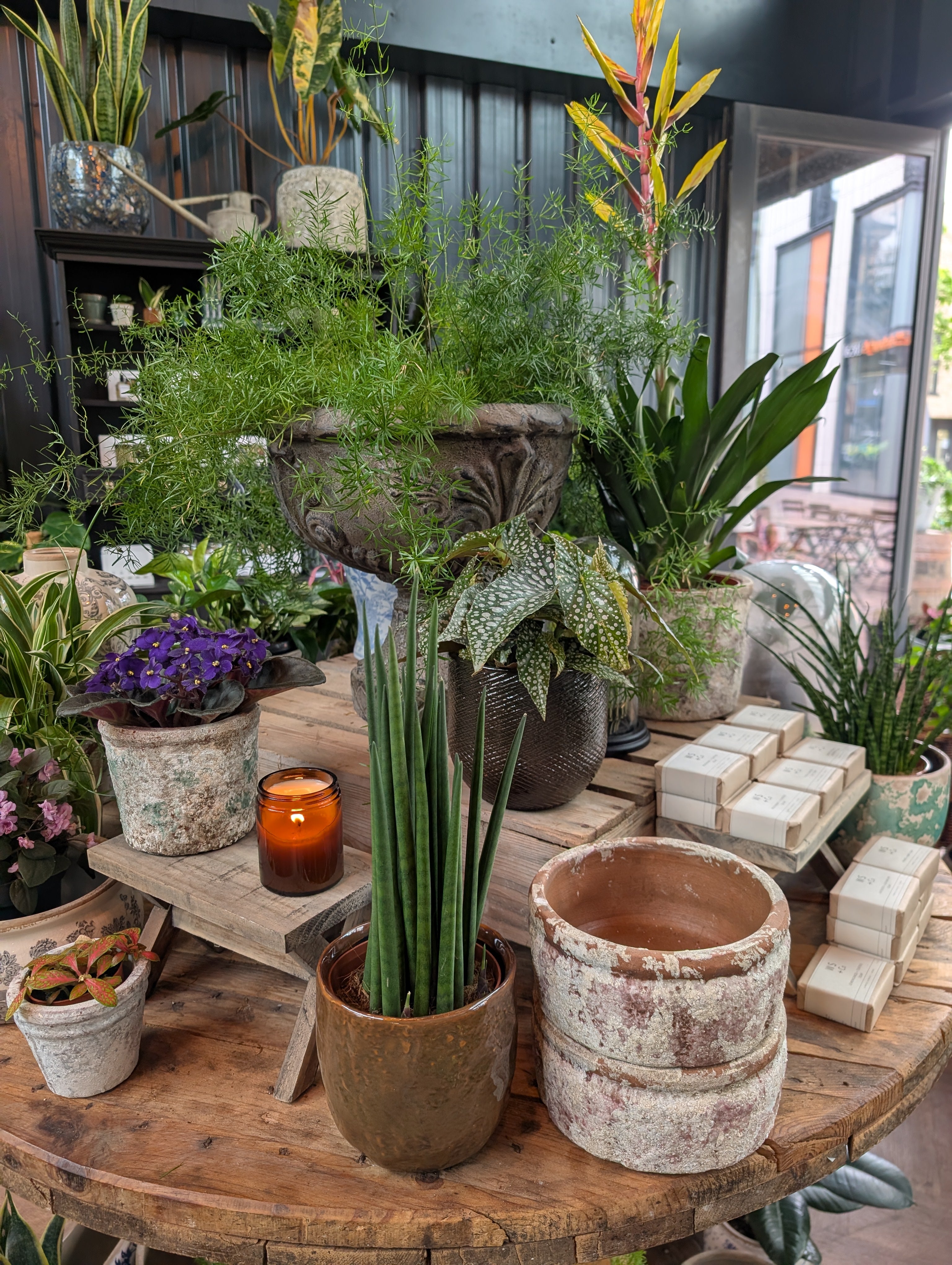 Houseplant Care 101 Workshop - Battersea 10th July 7pm