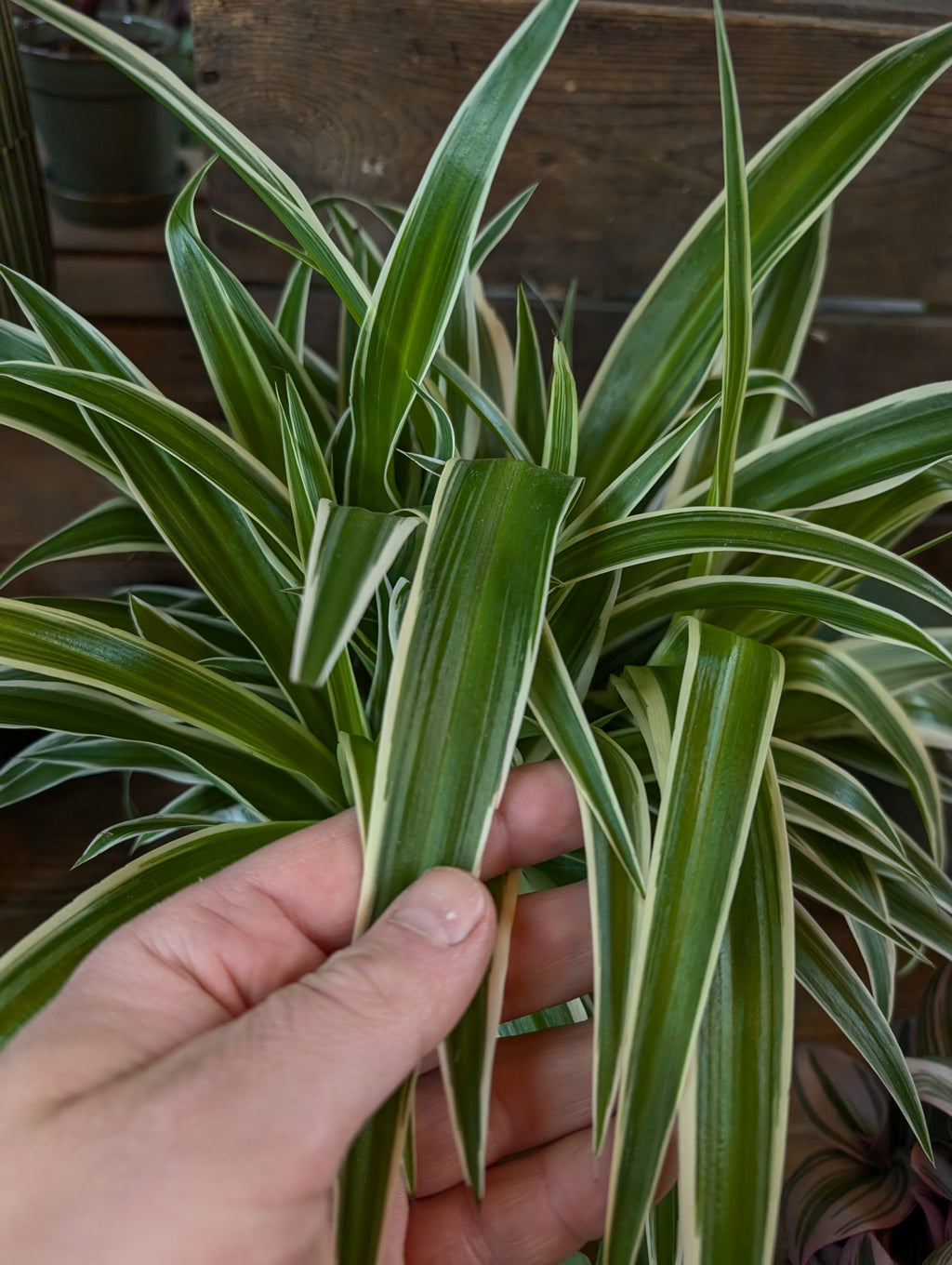 Houseplant Care 101 Workshop - Bedford 11th July 7pm