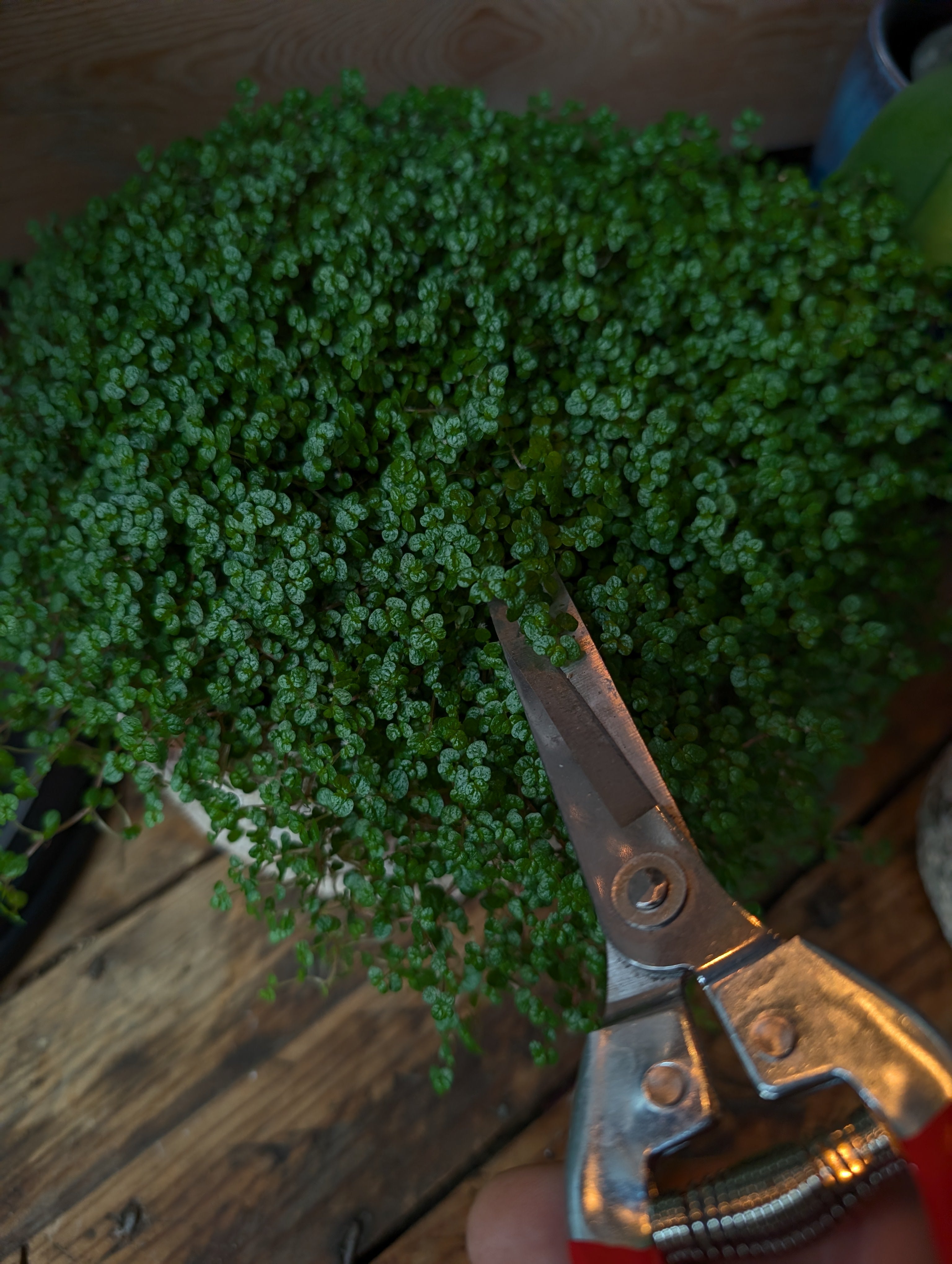 Houseplant Care 101 Workshop - Battersea 10th July 7pm
