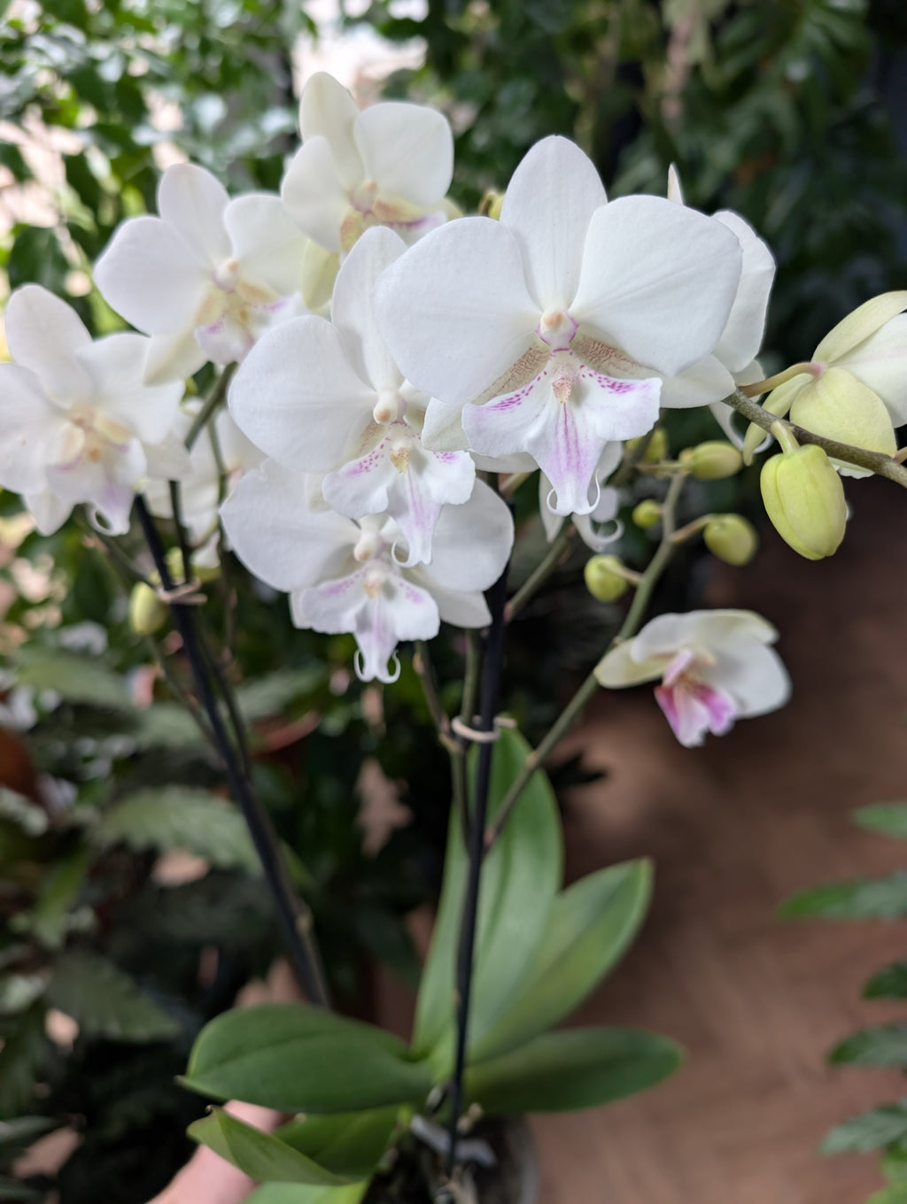 Orchid Care Workshop - Bedford date TBC