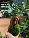 Kokedama Bonsai Workshop - Battersea 4th July 7pm