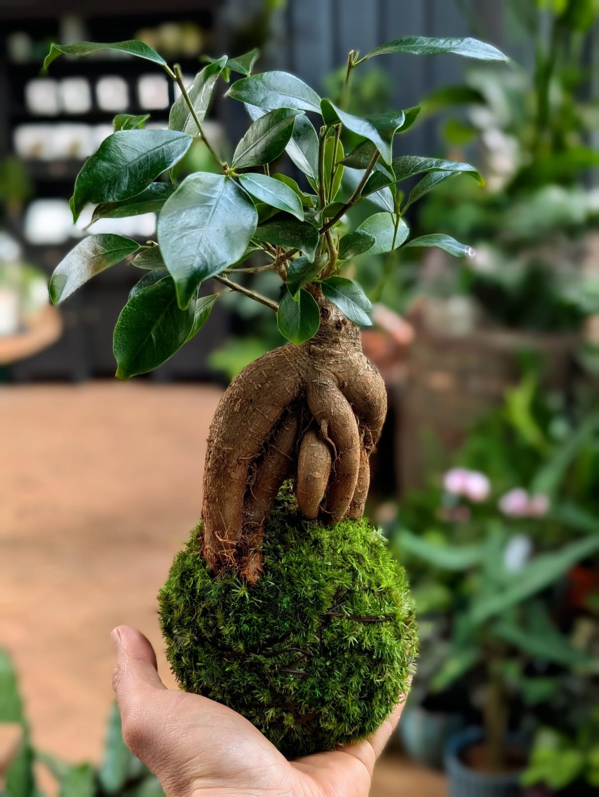 Kokedama Bonsai Workshop - Battersea 4th July 7pm