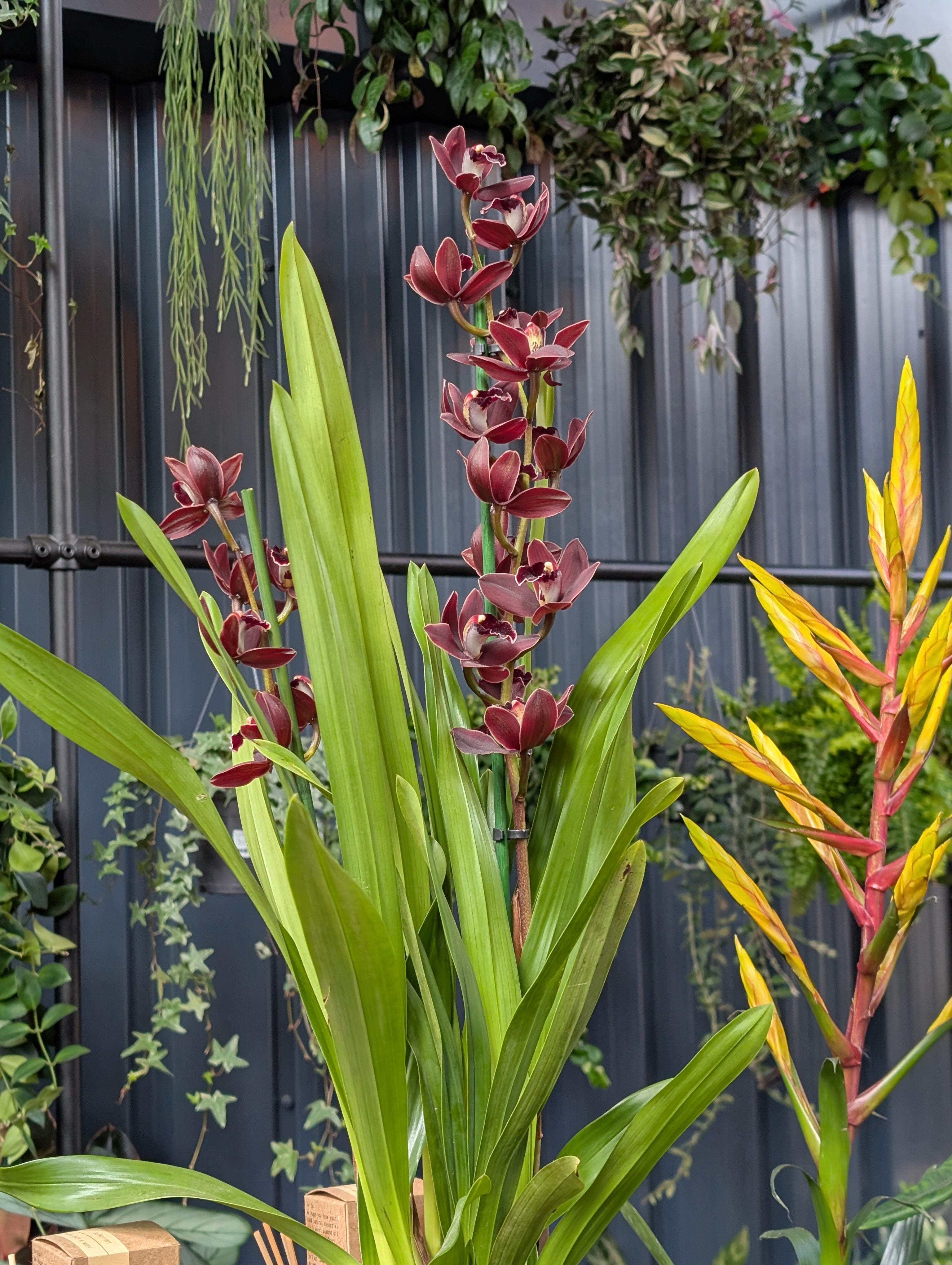 Orchid Care Workshop - Battersea 27th June 7pm