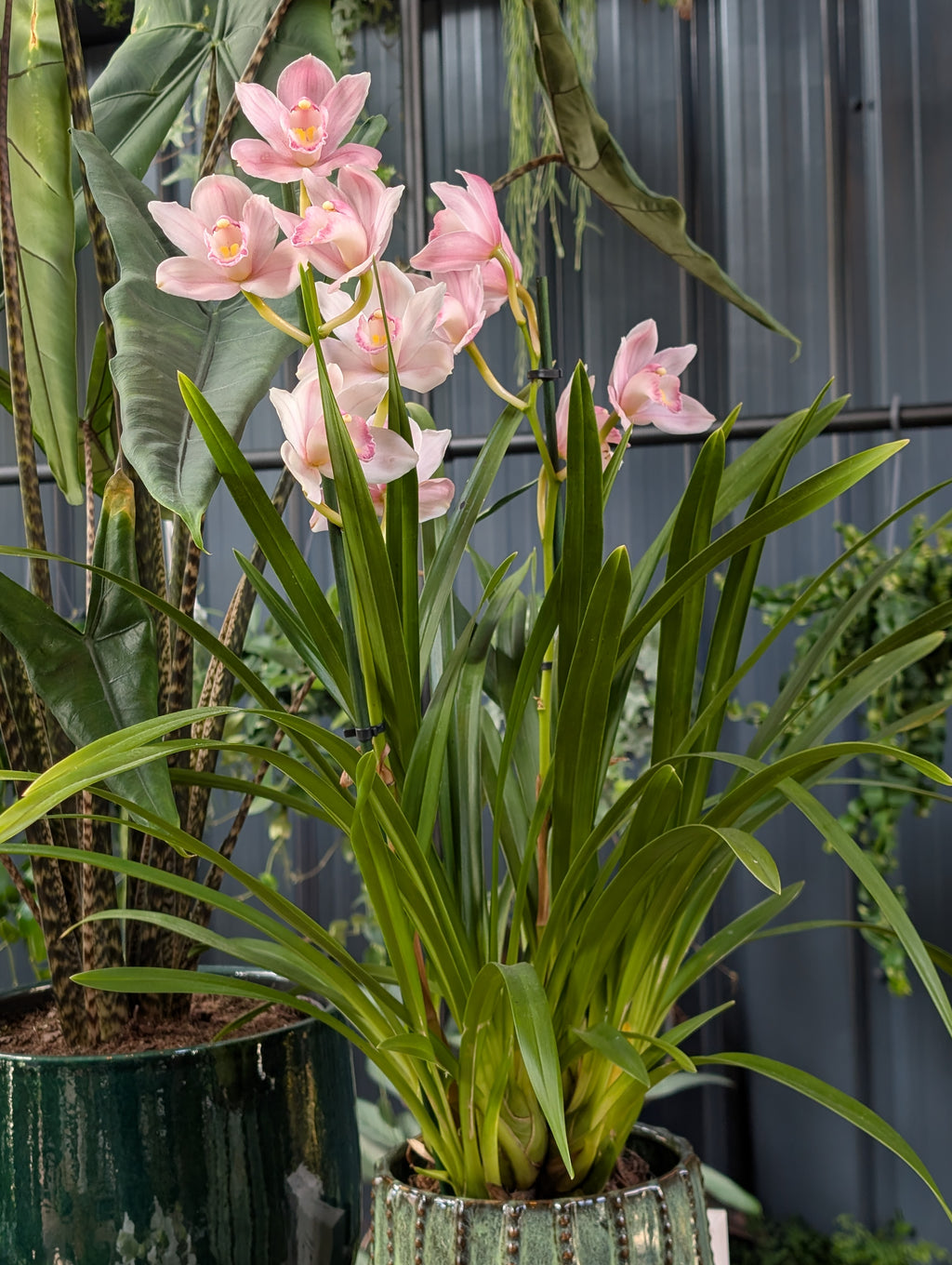 Orchid Care Workshop - Bedford date TBC