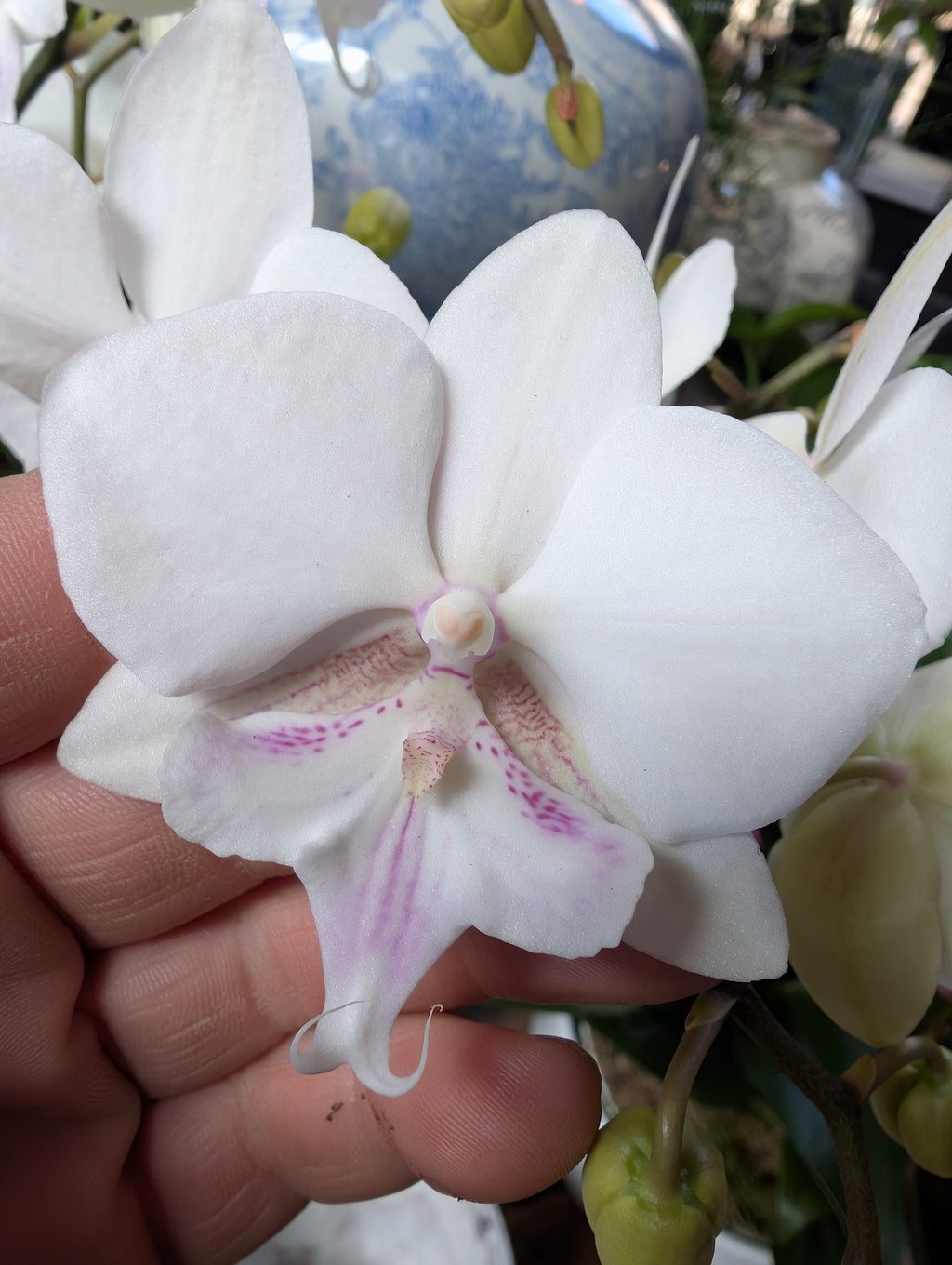 Orchid Care Workshop - Bedford date TBC