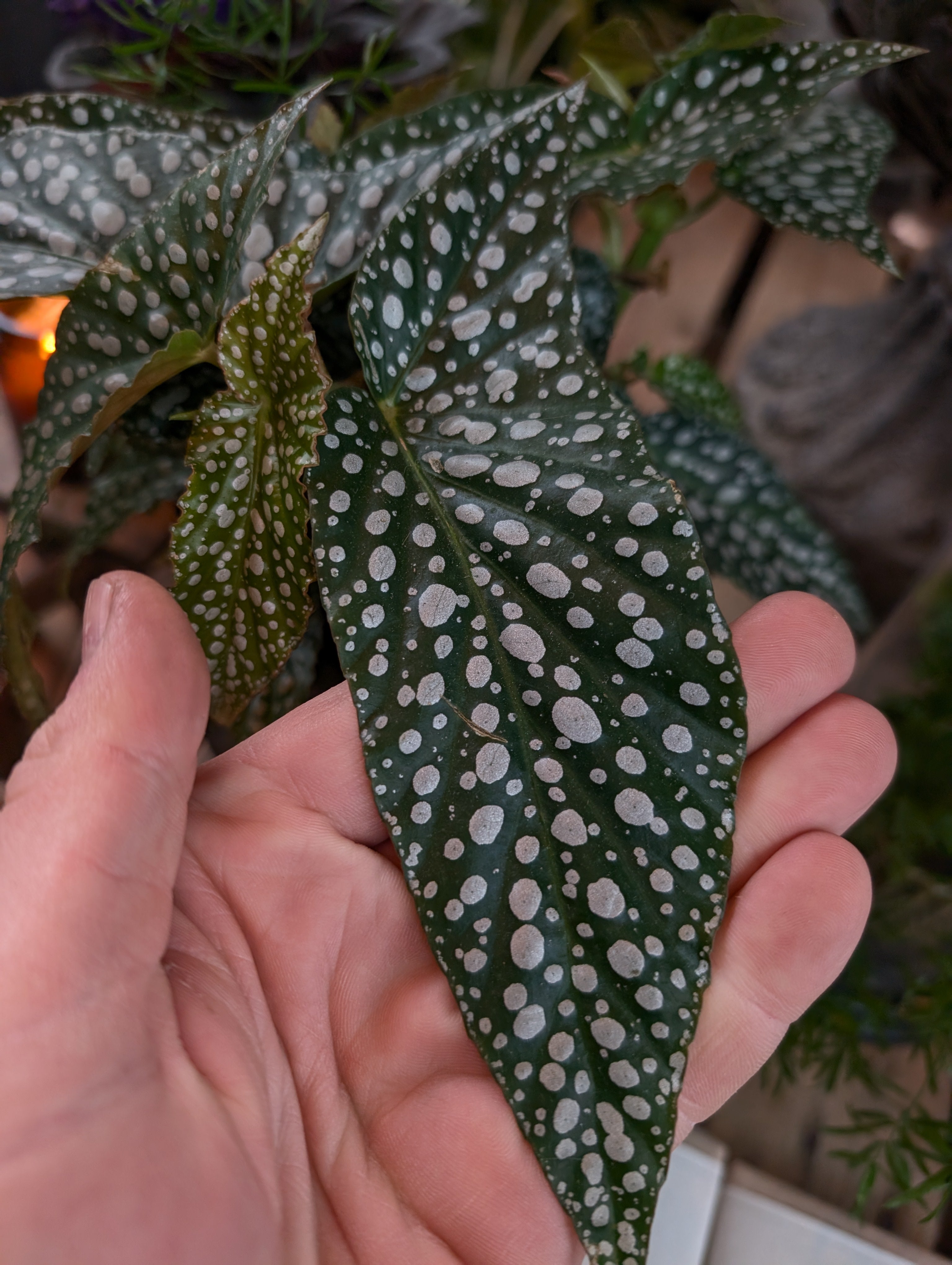 Houseplant Care 101 Workshop - Battersea 10th July 7pm